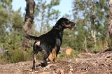 JAGDTERRIER ALLEMAND 054